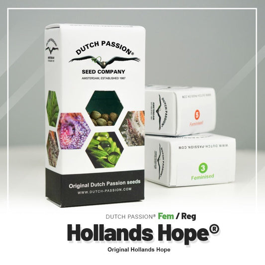 Hollands hope