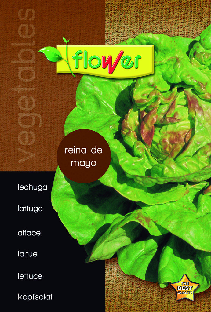 Lechuga reina de mayo