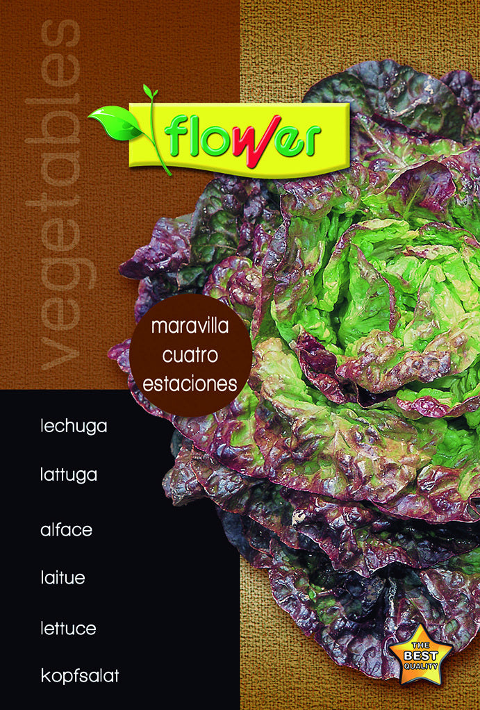 Lechuga maravilla 4 estaciones