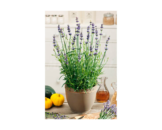 Lavanda