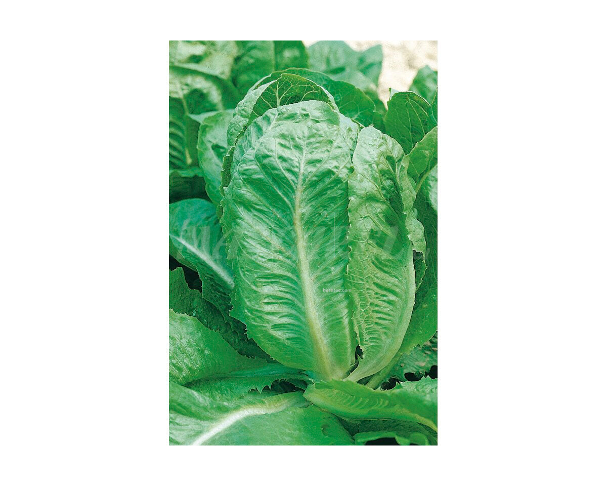 Lechuga batavia amarilla de parís