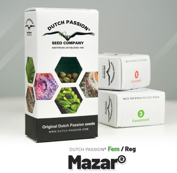 Mazar