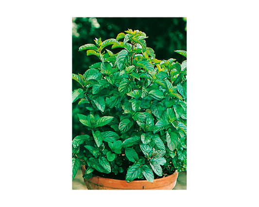 Menta poleo