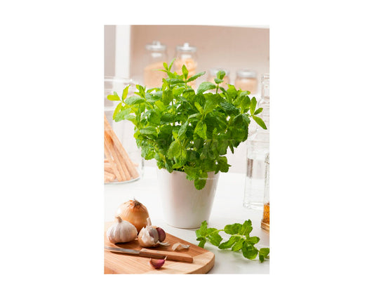 Menta