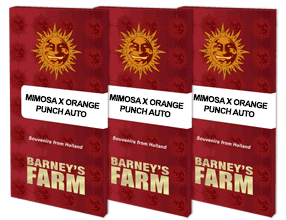 Mimosa x orange punch barney's farm