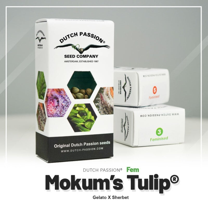 Mokum´s tulip