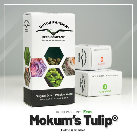 Mokum´s tulip