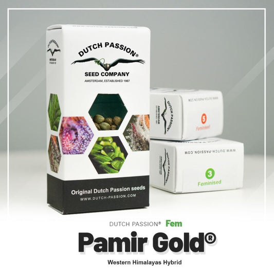 Pamir gold