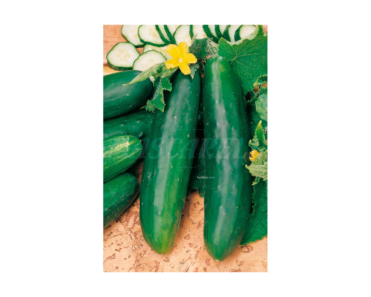 Pepino marketmore