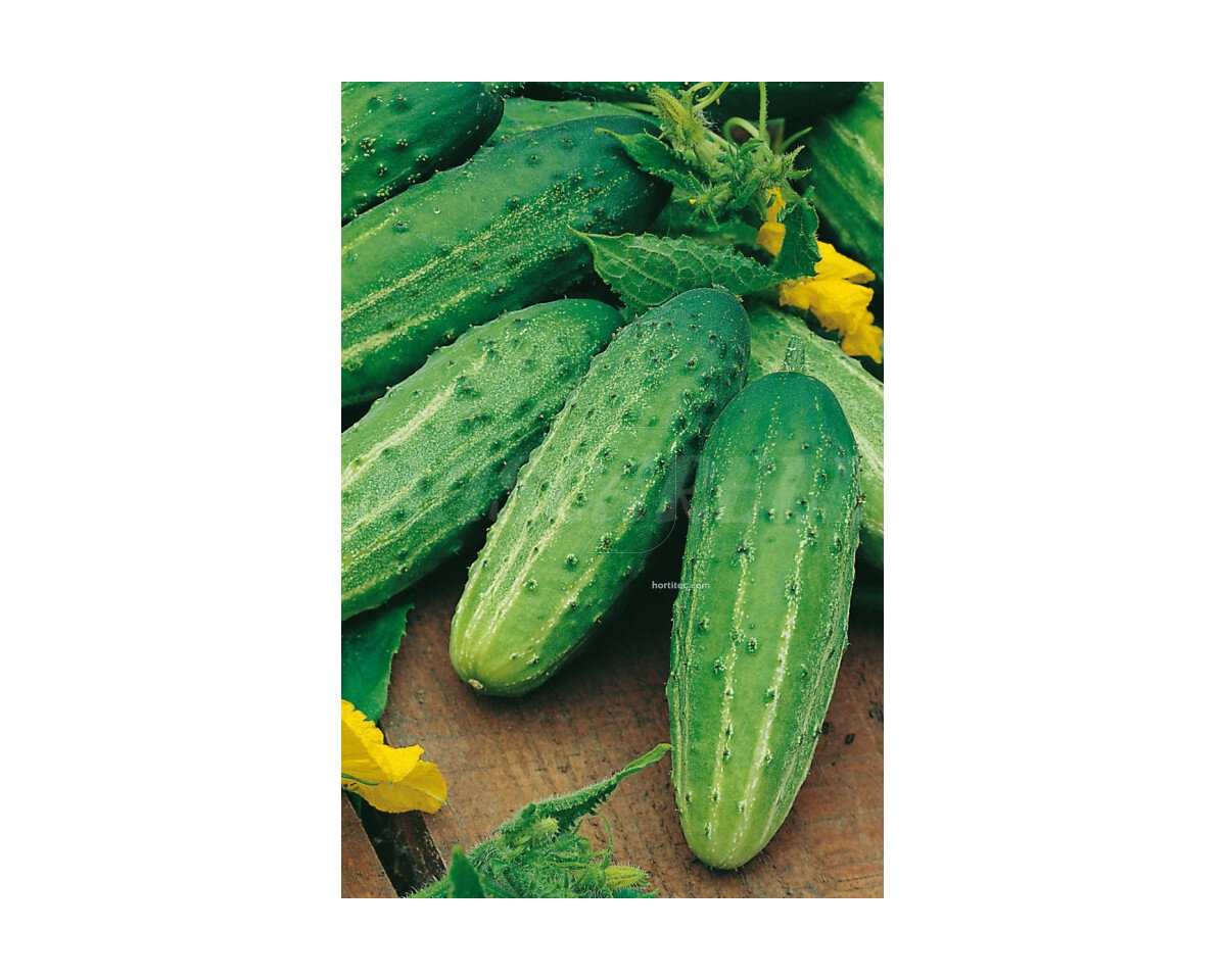Pepino wisconsin
