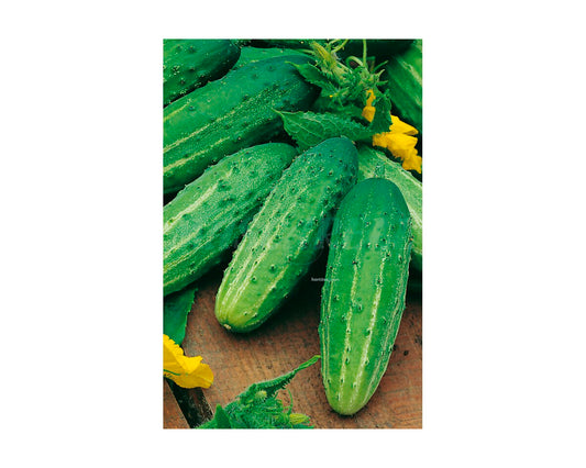Pepino wisconsin
