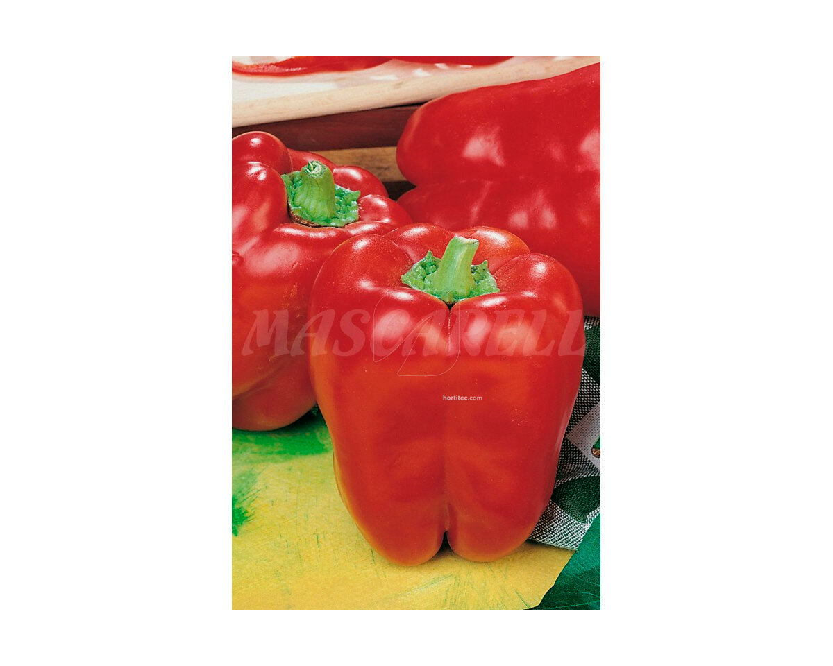 Pimiento cuadrado de asti rojo
