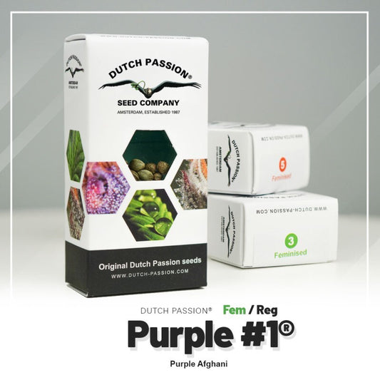 Purple 1 (10)