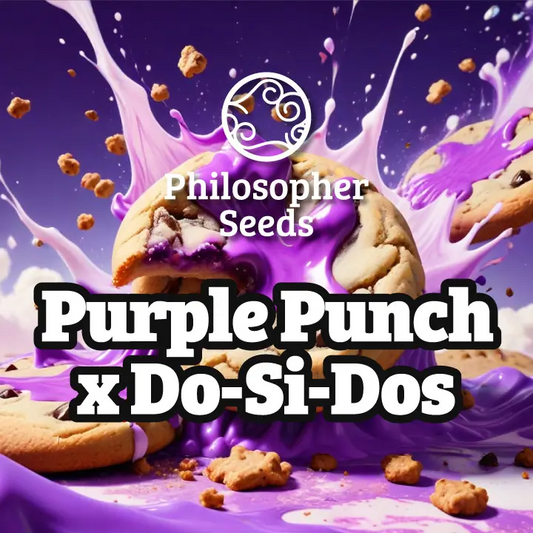 Purple punch x do-si-dos (5) philosopher seeds