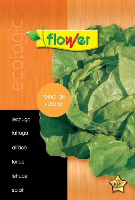 Lechuga reina de verano