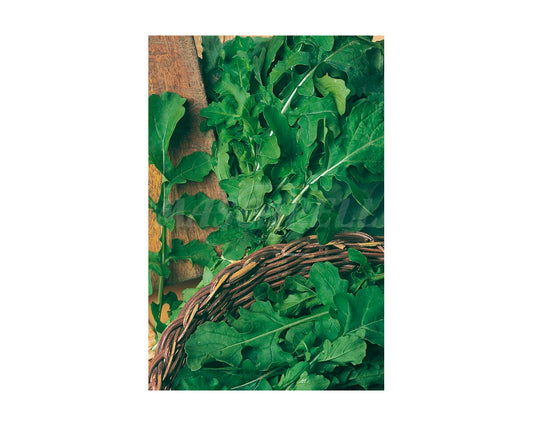 Rúcola cultivada