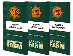 Runtz x layer cake barney's farm