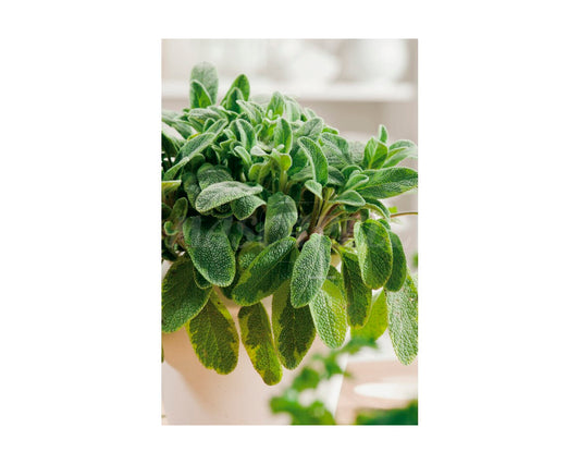 Salvia