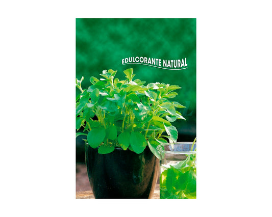 Stevia rebaudiana