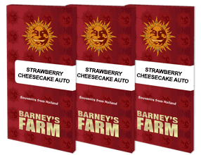 Strawberry cheescake auto barney's farm
