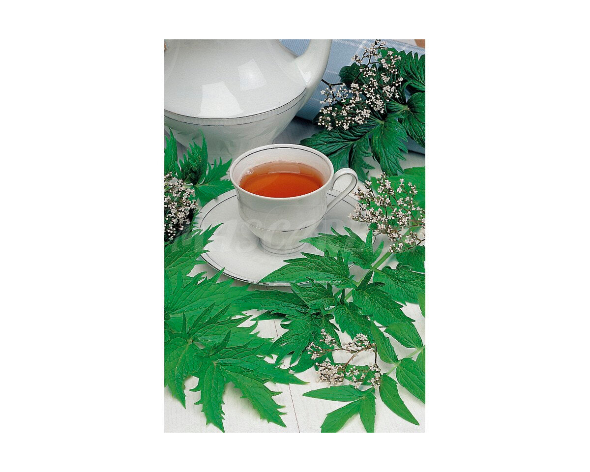 Valeriana (valeriana officinalis)