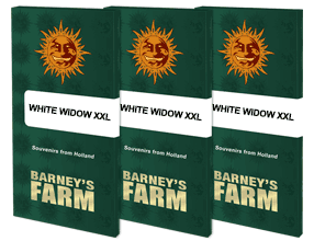 White widow xxl barney's seeds