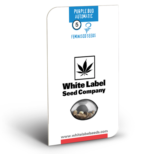 Purple bud auto (3) white label
